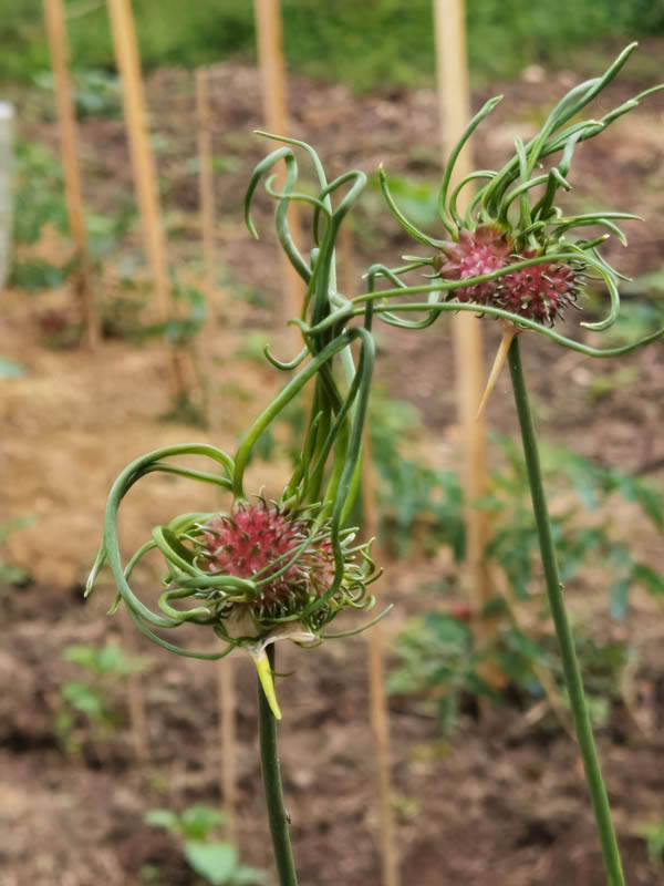 Allium vineale
